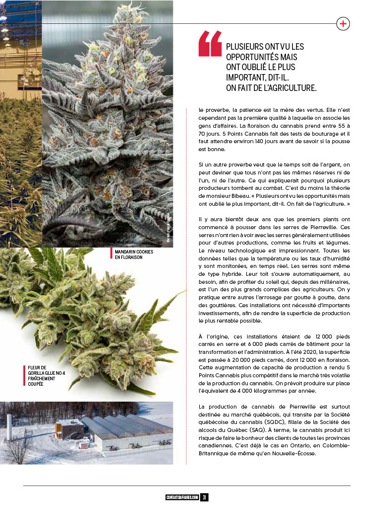 5points_Cannabis_Innovation+expérience+québec